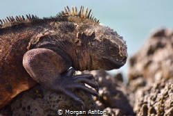 Marine Iguana at Rest - Puerto Ayora by Morgan Ashton 